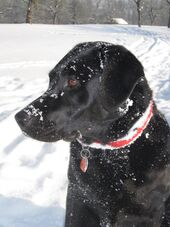 Schwarzer Labrador im Schnee