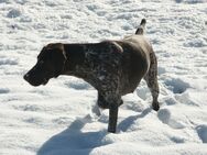 Im Schnee fühlen sie sich fast alle wohl
